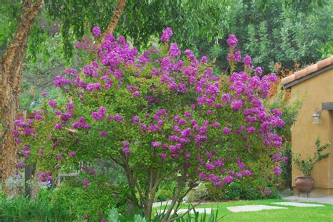 Maybe you would like to learn more about one of these? Zuni Crape Myrtle - Monrovia - Zuni Crape Myrtle in 2020 ...