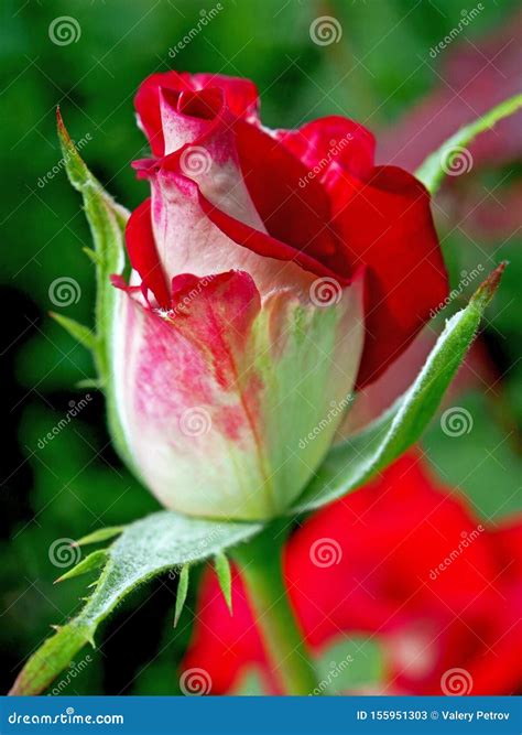 Delicate Bud Of A Red Rose That Has Not Yet Blossomed Narrow Focus