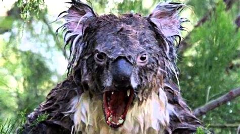 An Outsiders Guide To Aussie Slang — Understanding Drop Bears