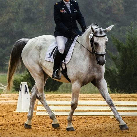 How To Teach A Horse To Neck Rein