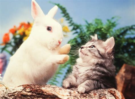 25 Cats And Kittens Who Are Ready For Easter Pictures Cattime