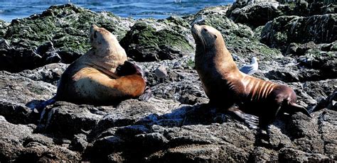 Wildlife In The Pacific Northwest Photo Gallery Island Adventures