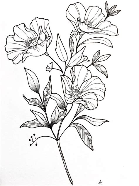 Poppy Flower Drawing Easy Flower Drawings Flower Sketches Floral