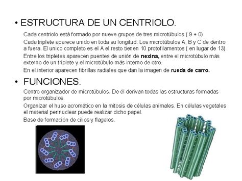 Tema 10 Hialoplasma Citoesqueleto Y Orgnulos No Membranosos