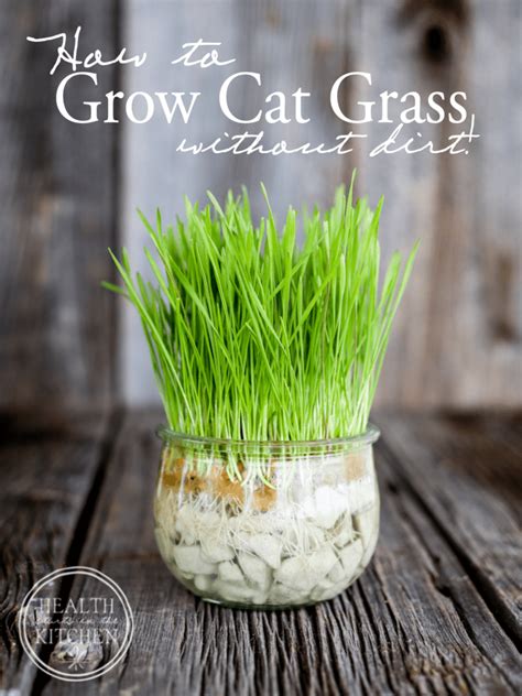How To Grow Cat Grass Without Dirt By Using Grow Stones To Grow Cat