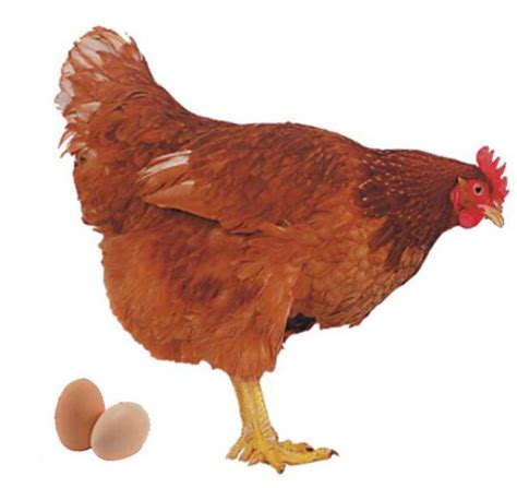 Poules qui pondent des œufs colorés les races de poulets pondent