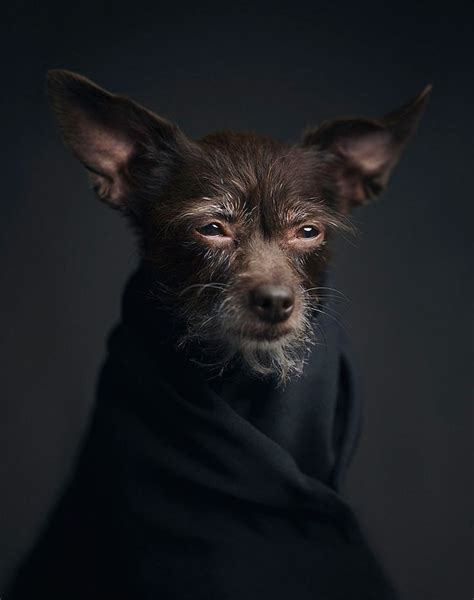 Expressive Animal Portraits Reveal Their Strong ‘human Emotions