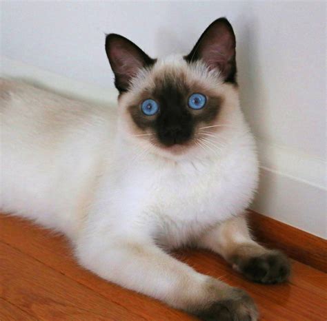 Balinese Cat For Adoption Uk Cat Meme Stock Pictures And Photos