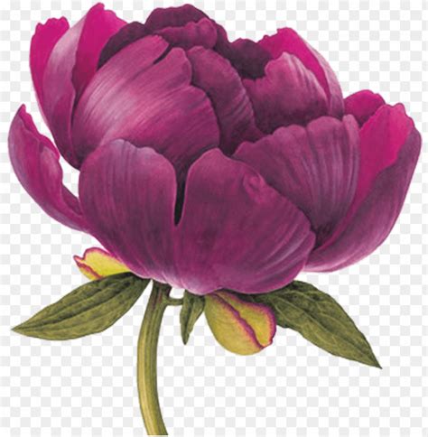 Peony Drawing Peony Art Watercolor Flower Art Floral Drawing Flower