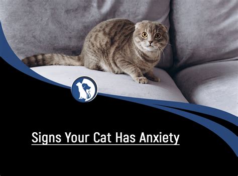 How To Reduce Anxiety In Your Cat Celestialpets