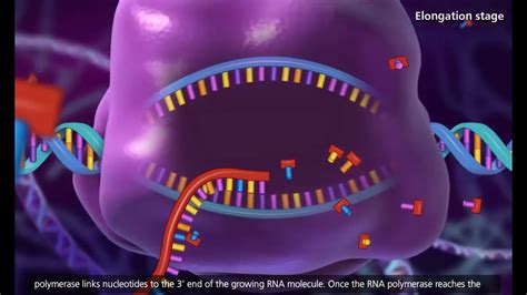 Dna Transcription And Translation Hd Animation Youtube