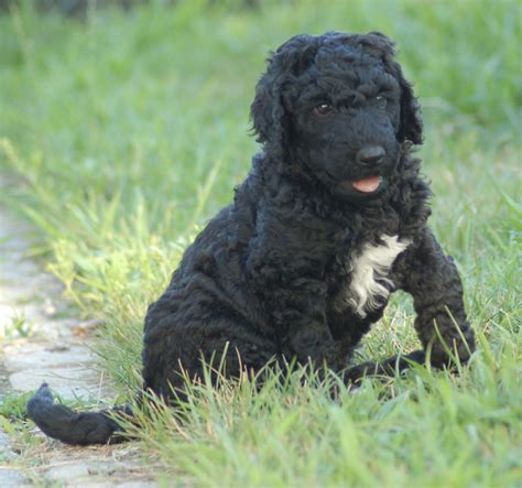 2,279 likes · 51 talking about this. Golden Doodle Puppies For Sale | Colchester, CT #278041