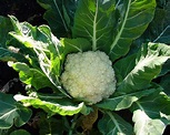 Brassica oleracea botyritis | GardensOnline