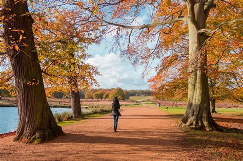 Walking Around On An Autumn Afternoon In Richmond Park In London