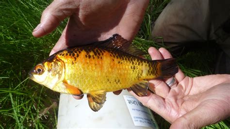 Goldfish Released Into The Wild Are Somehow Surviving In Saltwater