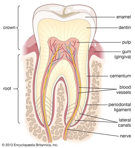 Backbone is made up of 33 small bones placed one over the other. tooth | Definition, Anatomy, & Facts | Britannica