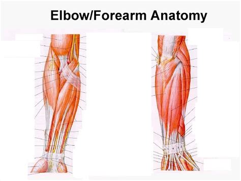 Skeletal Muscles Antebrachium Diagram Quizlet