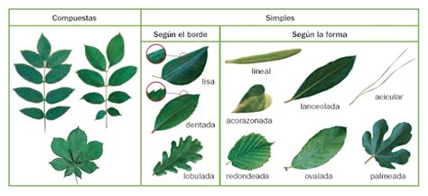 ValdeplÁstica Las Plantas