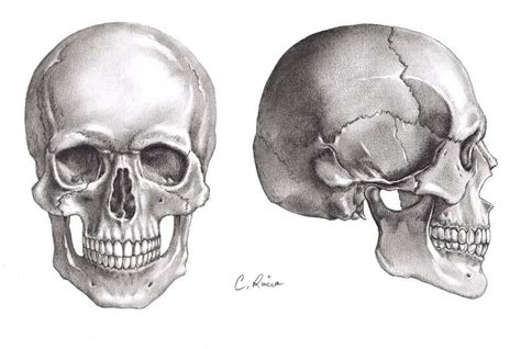 The Skulls By Carminasimdesigner On Deviantart Skulls Drawing