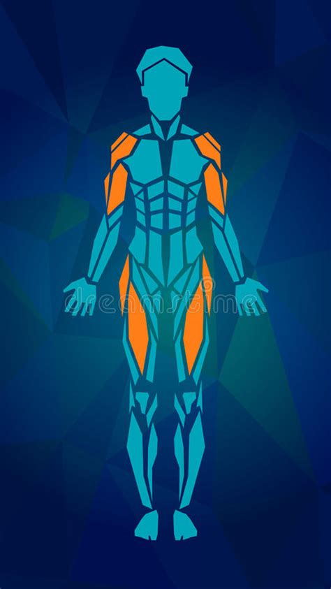 Here we explain the major muscles of the human body. Polygonal Anatomy Of Female Muscular System Stock Vector ...