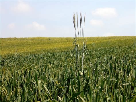 Free Images Meadow Barley Wheat Prairie Produce Crop Pasture