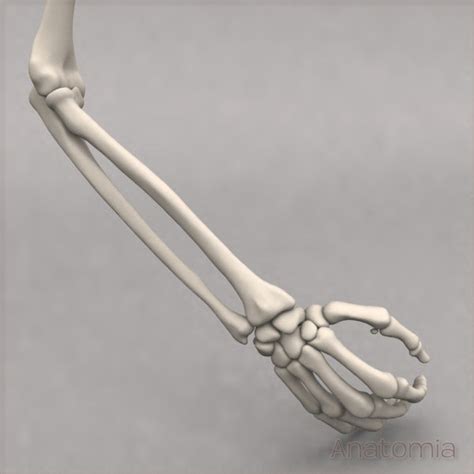 The bones of the upper limb. BenAnimations: October 2012