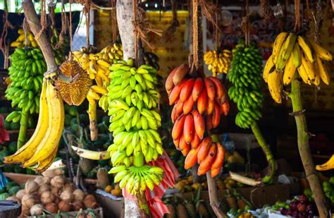 It's important to take size, weight, simplicity, and efficiency into account. The 13 Different Types of Bananas You Can Eat and Enjoy