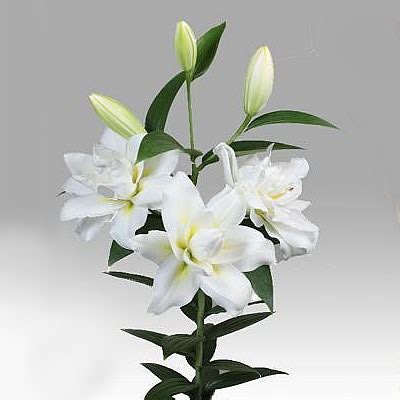 Lily Oriental Blizzard Cm Wholesale Dutch Flowers Florist