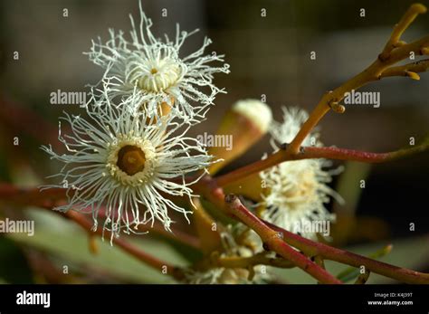 Flowering Mallee Tree Hi Res Stock Photography And Images Alamy