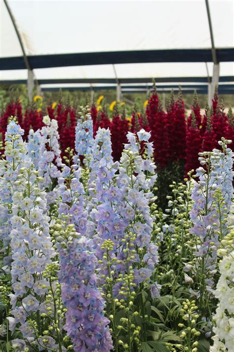 Growing Delphinium Plant And Care Guide Real Men Sow