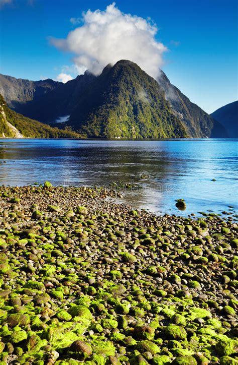 New Zealand Fiordland At The Milford Sound Stock Image Image Of