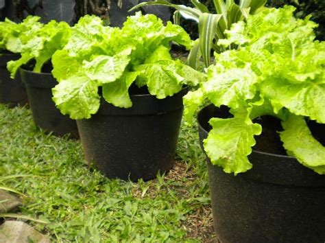 Keuntungan Dan Cara Budidaya Sayur Dalam Pot Di Halaman Rumah Ternak Duit