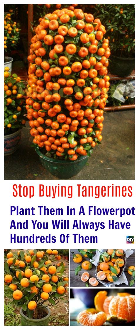 How To Grow Tangerines From Seeds Diy 4 Ever