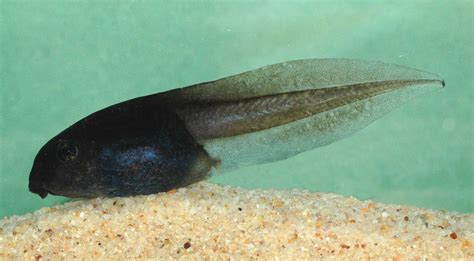 Tadpole Definition Gills And Facts Britannica