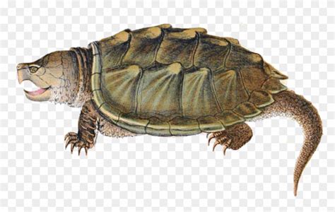 Free Png Download Snapping Turtle Illustration Png Snapping Turtle