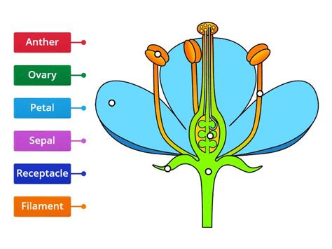 Parts Of A Flower Labelled Diagram