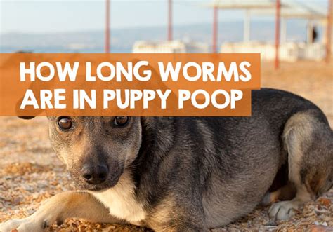 Deworming puppies how long does it take. How Long Will My Puppy Poop Worms After Deworming?