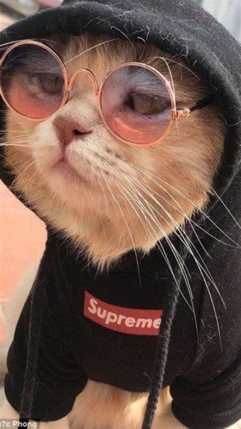 A Cat Wearing Sunglasses And A Hoodie With The Word Supreme On Its Chest