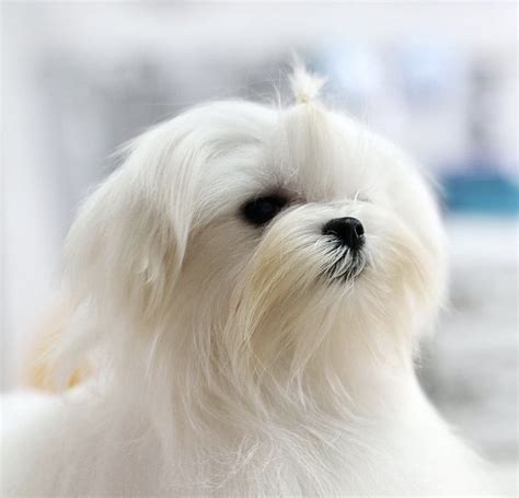 Pin By Starlingale Shelton On Maltese Maltese Dog Breed Maltese Dogs