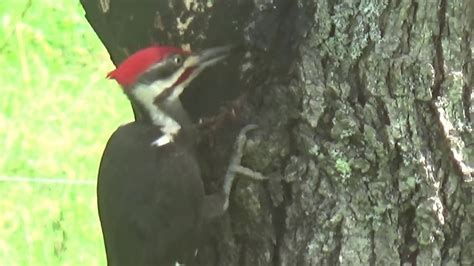 Biggest And Oldest Woodpecker Youtube