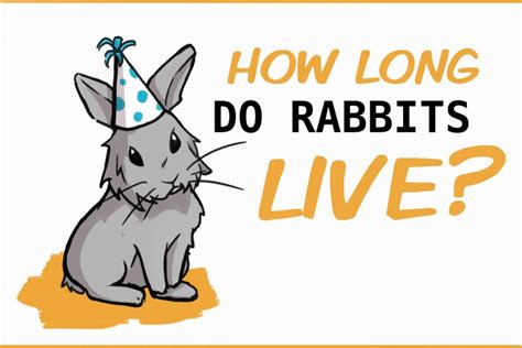How Long Do Rabbits Live And How To Help Them Live Longer