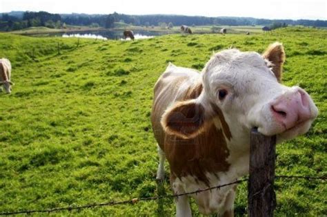 Cow Stuck In Fence Photo