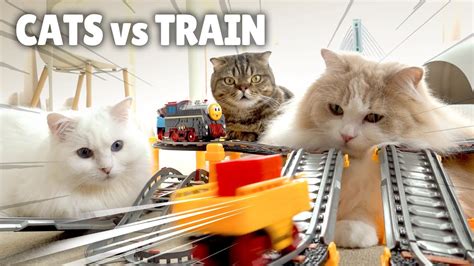Cats Vs Train Kittisaurus Youtube