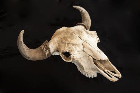 Buffalo Skull On Black Background Posters And Prints By Corbis