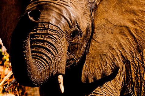 Gorgeous Brown Elephant Elephant Elephant Love Elephants Never Forget