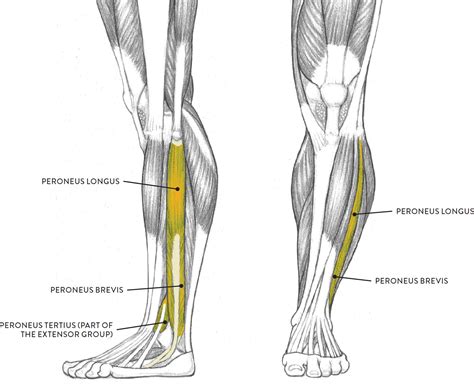 Leg Anatomy Tendons