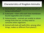 PPT - Kingdom Animalia – Part One PowerPoint Presentation, free ...