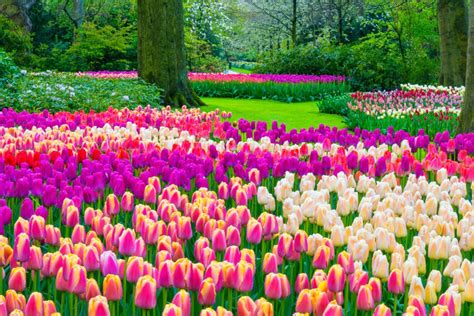 Colorful Tulips Daffodils And Hyacinths In A Park Daffodils Tulips