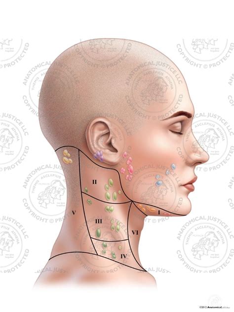 Locations Of Lymph Nodes In Face