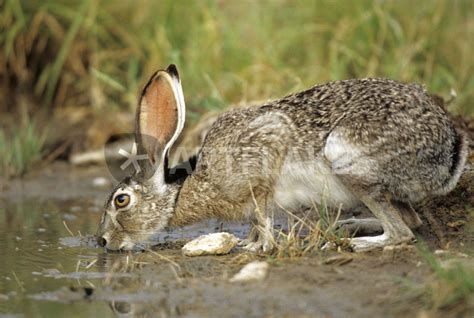 Black Tailed Jack Rabbit Drinking At Water Starr County